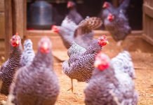 Ученые: куры эволюционировали быстрее, чем считалось раньше