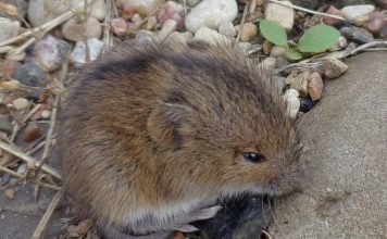 Лесная мышовка: внешние признаки и образ жизни грызуна