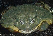 Лягушка-голиаф – гигант среди лягушек