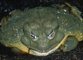 Лягушка-голиаф – гигант среди лягушек