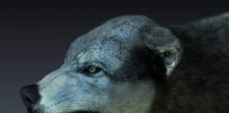 Почему люди боятся собак?