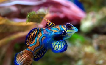 Рыба мандаринка: радужная красавица