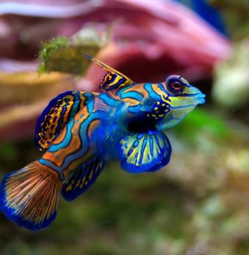 Рыба мандаринка: радужная красавица