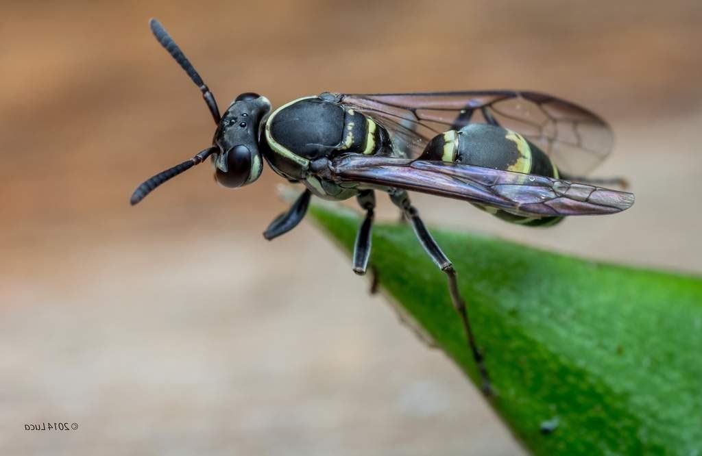 Медоносные осы Polybia occidentalis.