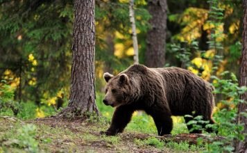 Журналист из Владивостока встретился с медведем