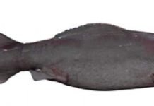 Мелкозубая акула — история открытия вида и жизнь акул сегодня