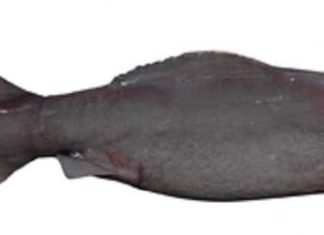 Мелкозубая акула — история открытия вида и жизнь акул сегодня