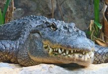 Миссисипский аллигатор, он же щучий аллигатор