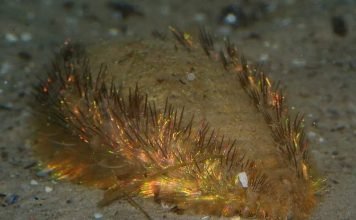 Морская мышь – есть ли такое животное?