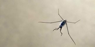 Морские водомерки — вся жизнь на волнах