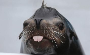 Морской лев позагорал на шезлонге: видео, снятое на пляже, покорило интернет