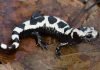 Мраморная амбистома, она же ленточная саламандра