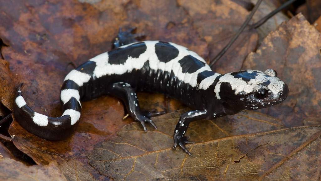 Мраморная амбистома (Ambystoma opacum).