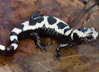 Мраморная амбистома, она же ленточная саламандра
