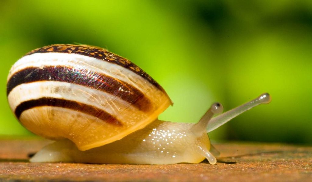 Улитка (Gastropoda).