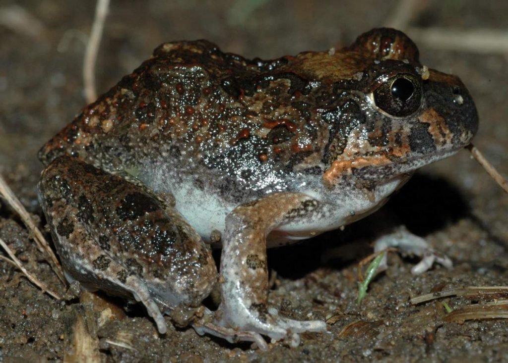 Носатый реобатрахус (Rheobatrachus silus).