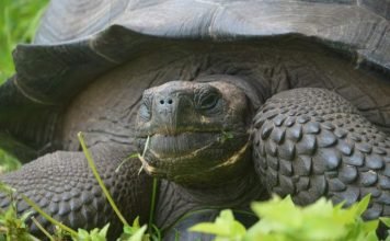 Новый вид гигантских черепах обнаружен на Галапагосских островах