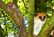 На Мадагаскаре обнаружен новый вид лемура