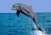 Дельфин-белобочка — самый обыкновенный дельфин?