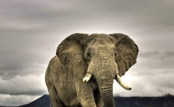 В Зимбабве слонов из национального парка отравили цианидом