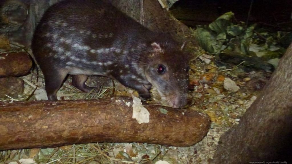 У паки сильные ноги с четырьмя пальцами на передних и пятью пальцами на задних лапах.