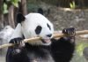 В зоопарке Китая живет панда-«дворник»