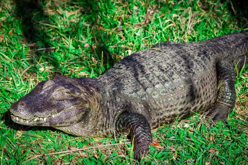 Парагвайский кайман (Caiman yacare).