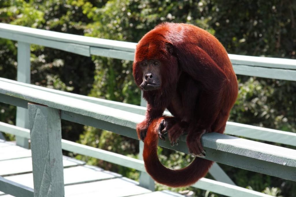 Амазонский ревун (Alouatta nigerrima).