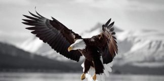 Почему орла назвали орлом?