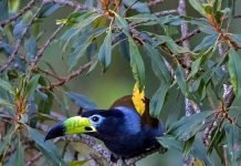 Черноголовая андигена — чем славится эта пернатая?