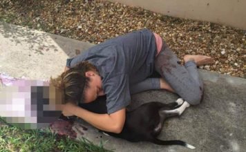 Полицейский застрелил бультерьера — случайность или самозащита?