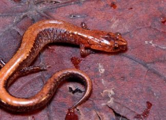 Ползающая или лесная саламандра