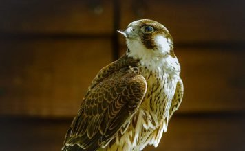 Пустынный сокол шахин