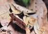 Рогатые чесночницы – мастера камуфляжа