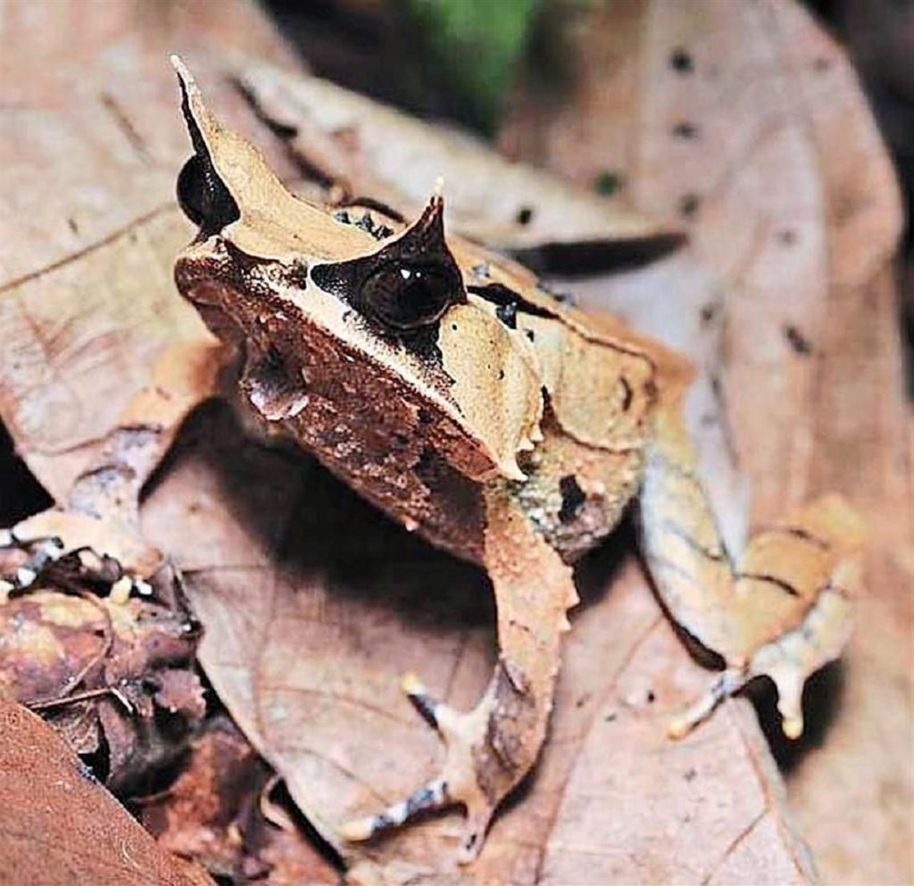 Рогатая чесночница (Megophrys).