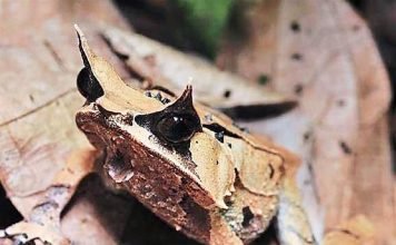 Рогатые чесночницы – мастера камуфляжа