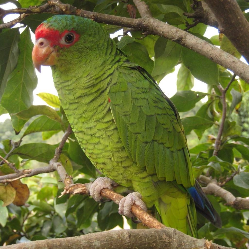 Роскошный амазон (Amazona pretrei).