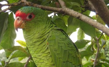 Роскошный, он же красноголовый амазон