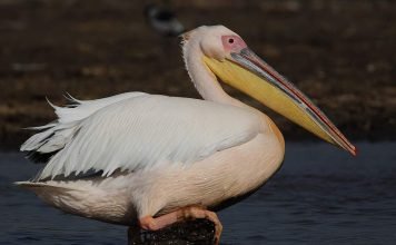Розовый пеликан. Фото розового пеликана