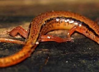 Ручьевые саламандры: их разновидности и особенности жизни