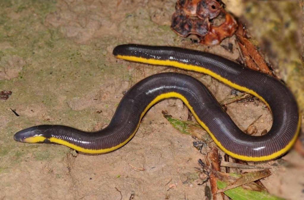 Цейлонский рыбозмей (Ichthyophis glutinosus).