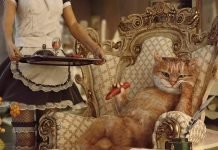 Самые богатые домашние животные