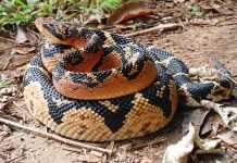 Самые большие змеи в мире: фото гигантских рептилий, внушающих ужас