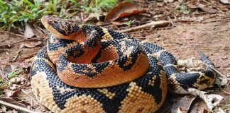 Самые большие змеи в мире: фото гигантских рептилий, внушающих ужас