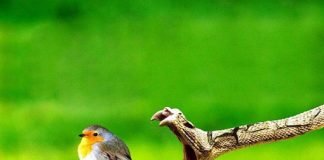 «Самые-самые» змеи: рекорды змеиного мира