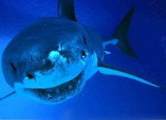 Сельдевые или ламновые акулы: все о жизни этих хищников
