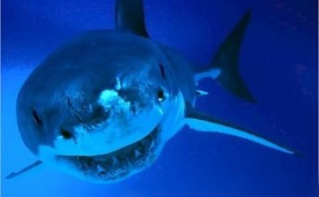 Сельдевые или ламновые акулы: все о жизни этих хищников