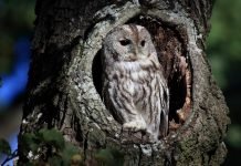 Серая неясыть: особенности образа жизни совушки