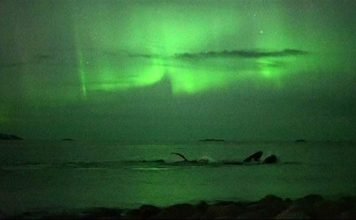 В Норвегии засняли горбатых китов на фоне северного сияния