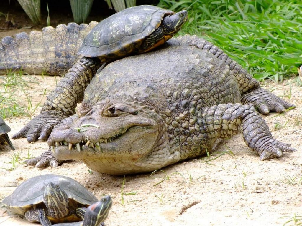 Широкомордый кайман (Caiman latirostris).